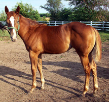 Chestnut Filly