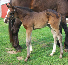 Bay Colt