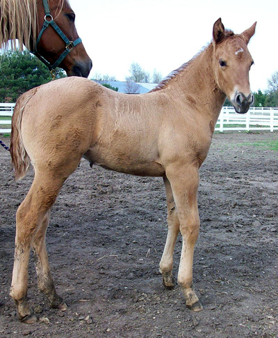 2010 Red Dun Colt