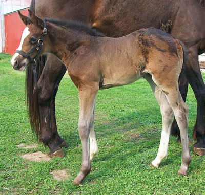 2010 Bay Filly