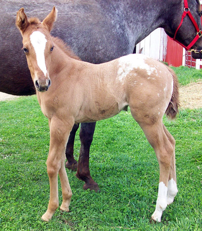 2010 Red Dun Filly